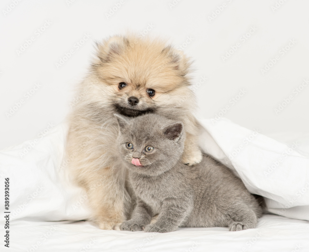 Obraz premium Pomeranian spitz puppy hugs gray kitten sit together under warm blanket on a bed at home