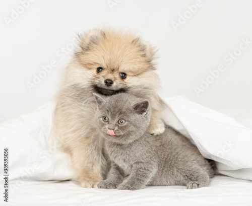 Pomeranian spitz puppy hugs gray kitten sit together under warm blanket on a bed at home