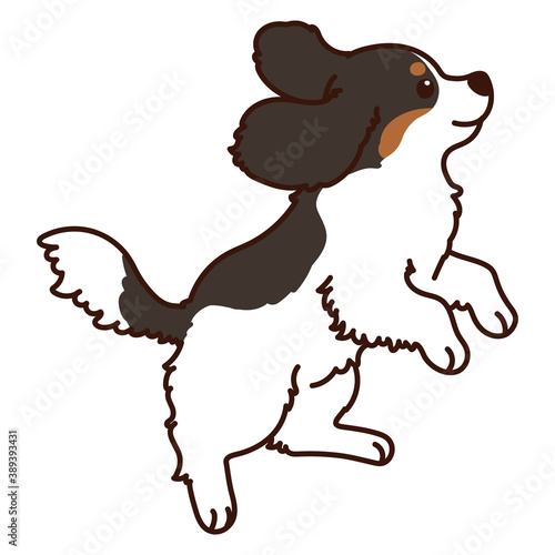 Outlined tricolor Cavalier King Charles Spaniel jumping