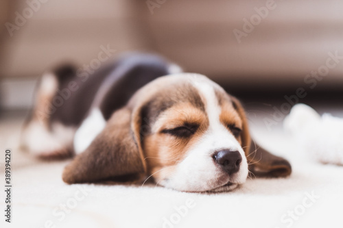 Cute small beagle puppy sleeping on the floor