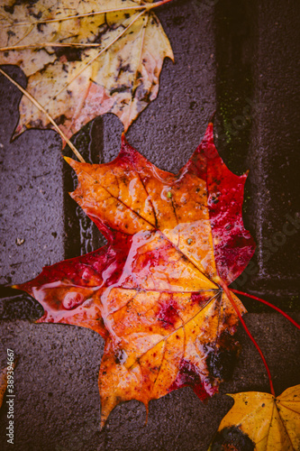wet fallen autumn leaves on the ground