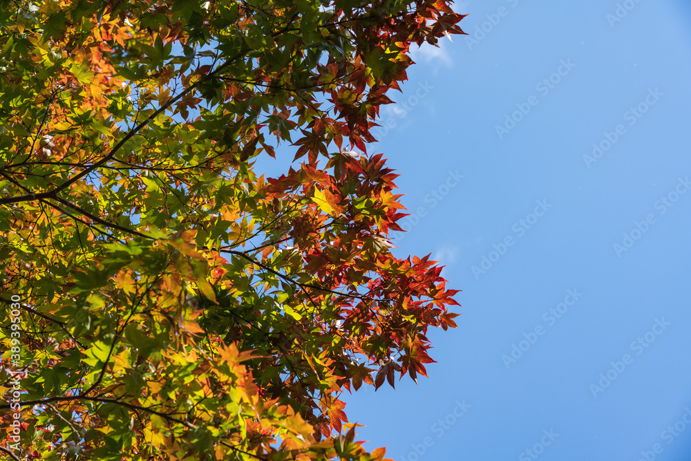 Tourist destination in Japan Autumn leaves Tourist destination in Japan Autumn leaves