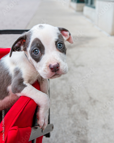 jack russell terrier puppy - cute baby puppy