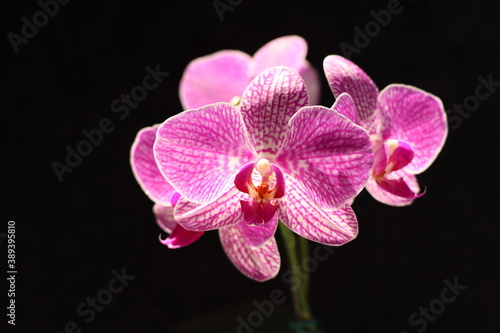 pink orchid on black background, spring