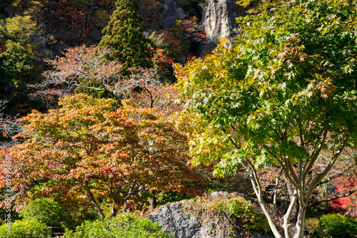 Tourist destination in Japan Autumn leaves 