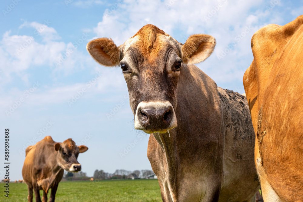 Jersey cow looking around the back of another cow, head shot with large eyes, in a pasture with in de background the horizon. Jersey cow looking around the back of another cow, head shot with large eyes, in a pasture with in de background the horizon.