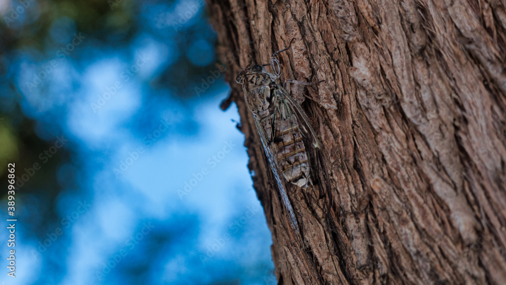 Fototapeta premium Cicadas In a tree