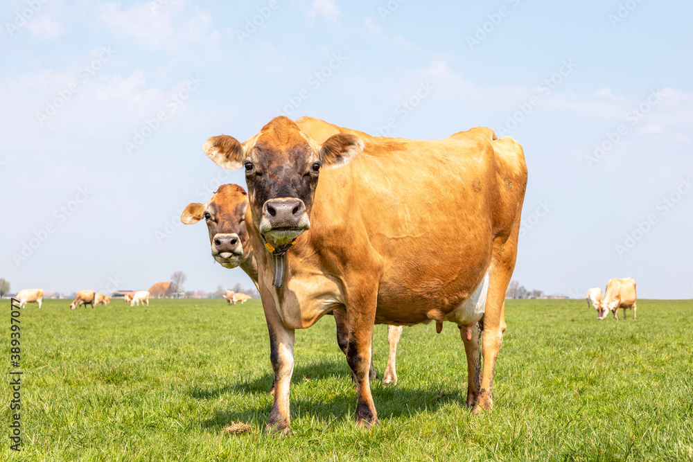 Jersey cow loll out her tongue, behind the back of another cow, the ...