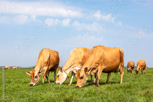 Jersey cows graze in a meadow  seen from the front  full in view  sky as background in a landscape