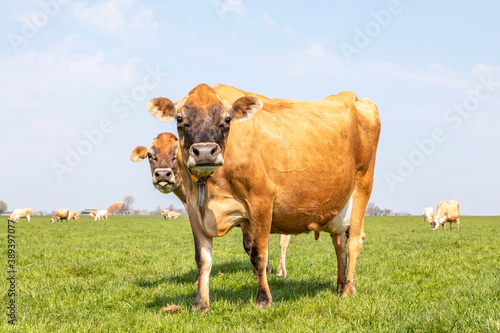 Jersey cow loll out her tongue, behind the back of another cow, the herd in the background, standing in a pasture under a pale blue sky