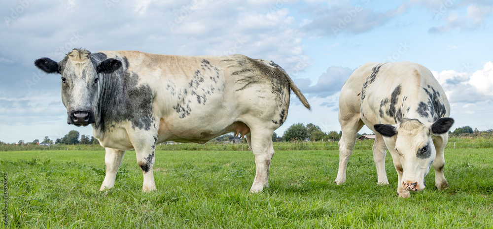 Two white beef cows, meat cattle looking and grazing side by side in a field Two white beef cows, meat cattle looking and grazing side by side in a field