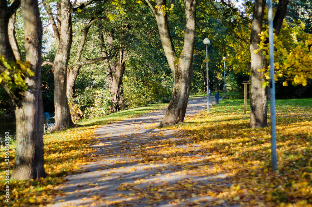 Fototapeta premium Jesień Autumn