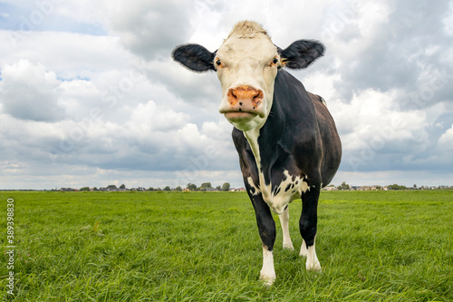 Cow looking grumpy, a Montbeliarde black with large pink nose in a pasture under a blue cloudy sky and a distant straight horizon behind