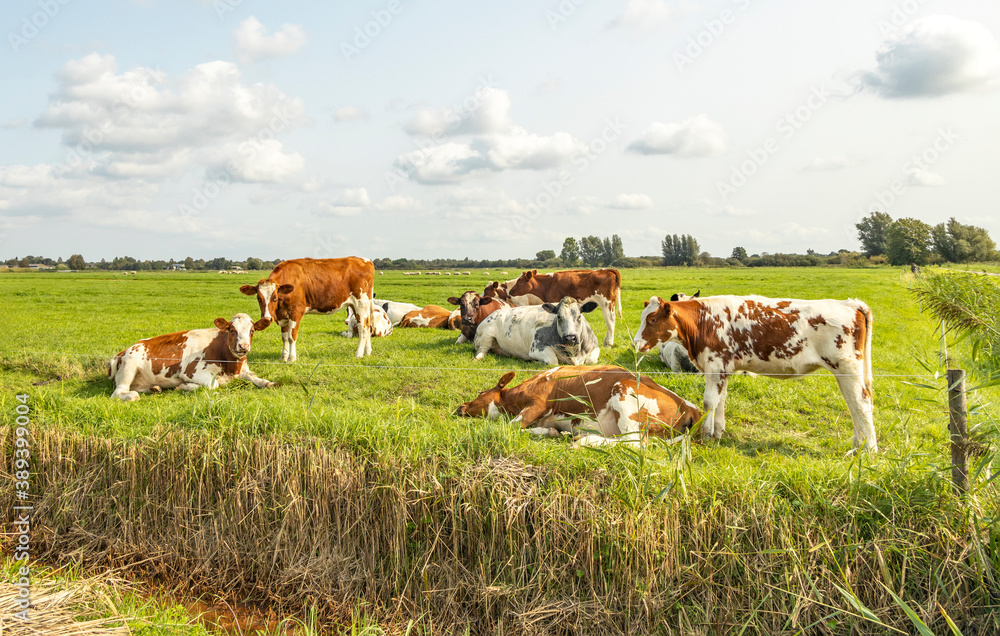 Cows on bank of a creek, in a typical landscape of Holland, summer afternoon and a group of young cows cozy together lying in the pasture, peaceful scene