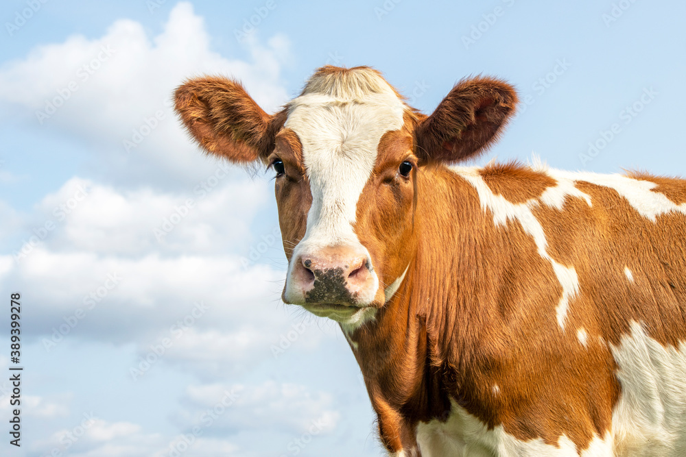 Portrait of a cute red calf with dreamy eyes and pink snout on a cloudy blue background.