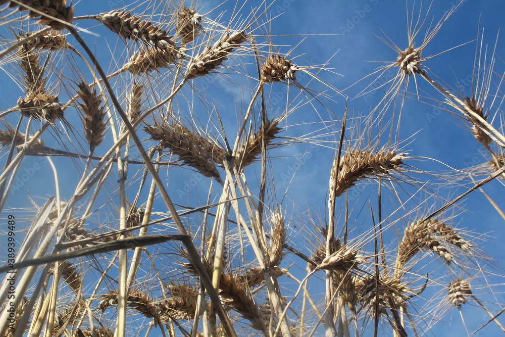 Fototapeta premium Les Seigles avant la moisson