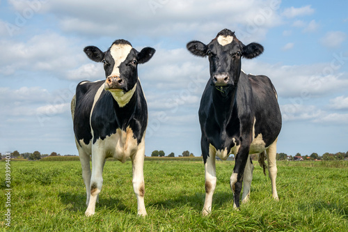Two cheeky cows, youngsters, looking curious and cheerful together, black and white in a green field and blue sky and a straight horizon.