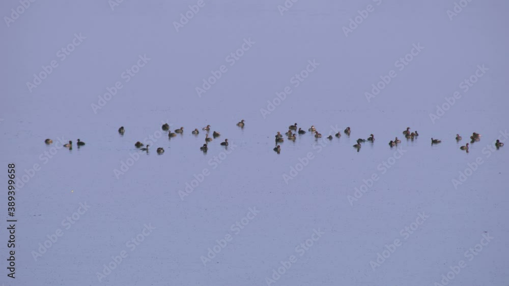 Zoom shot showing a large group of migratory ducks and water fowl diving and enjoying the early morning fog in a pond lake river in jaipur udaipur rajasthan Zoom shot showing a large group of migratory ducks and water fowl diving and enjoying the early morning fog in a pond lake river in jaipur udaipur rajasthan