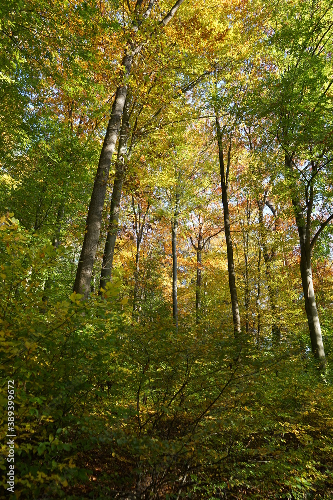 Fototapeta premium Herbstwald