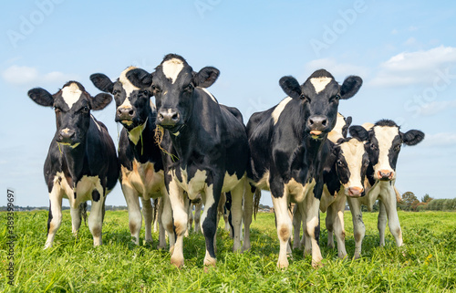 Group of cows together gathering in a field, happy and joyful and a blue sky, heifer in a row next to each other in a green pasture