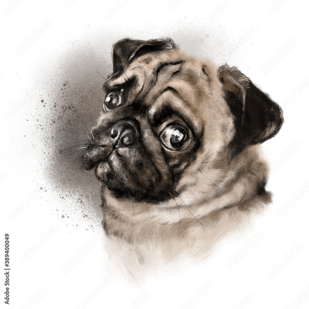 Cute portrait of a young pug dog on a white background. Isolated object. Close-up of a dog