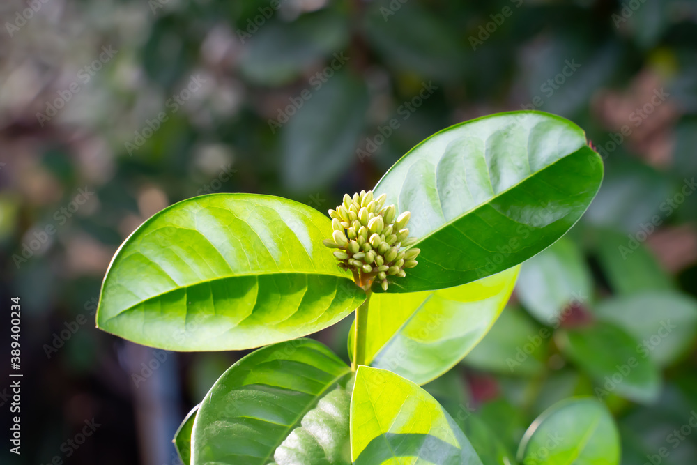 Fototapeta premium Green flowers blooming in the sun