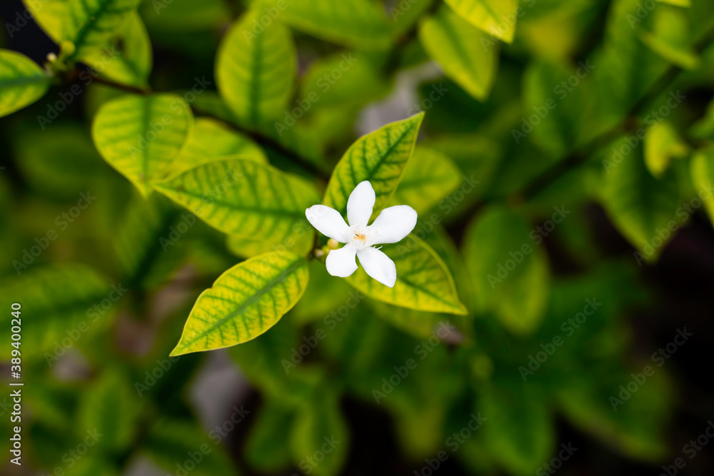 White jasmine bloom against the background of green leaf White jasmine bloom against the background of green leaf