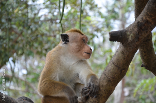 Sticker Closeup portrait of a cute Toque macaque monkey on a tree branch