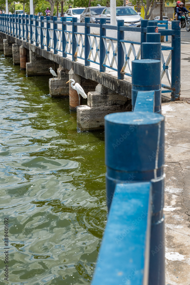 urban lagoon in the interior of Brazil on a sunny day with aquatic birds urban lagoon in the interior of Brazil on a sunny day with aquatic birds