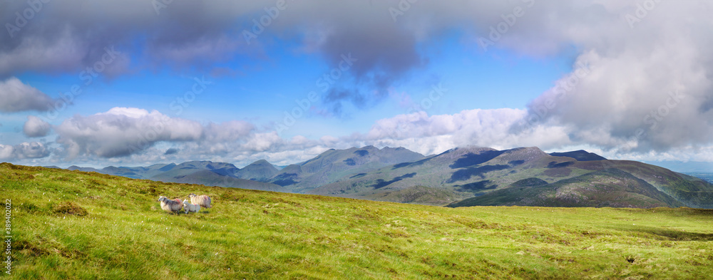 Panoramic view of sheeps on the slope of Mount Mangerton Panoramic view of sheeps on the slope of Mount Mangerton