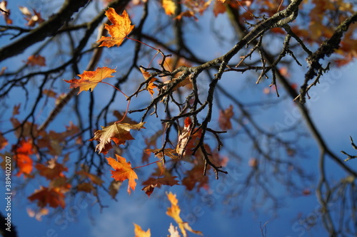 autumn leaves against blue sky