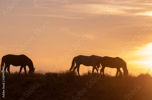 Wild Horses Silhouetted at Sunset in Utah © natureguy