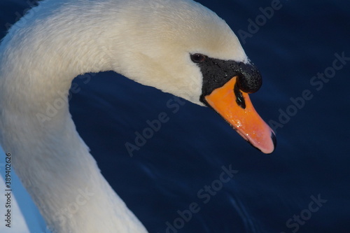 mute swan cygnus olor