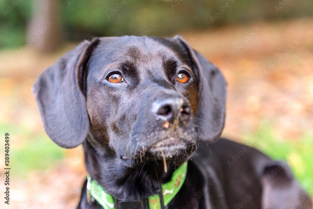 black dog in the park close up.