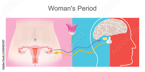 Woman's Period. Illustration describe the effects of pituitary gland relationships on female fertility..