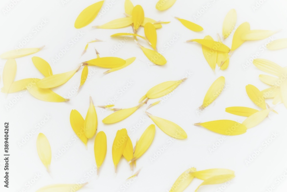 Blurred many yellow gerbera flower corollas on white isolated background with softly style Blurred many yellow gerbera flower corollas on white isolated background with softly style