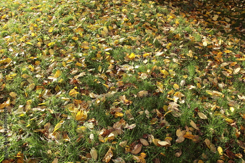 yellow leaves on the grass