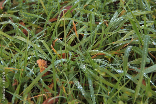 green moss on the ground