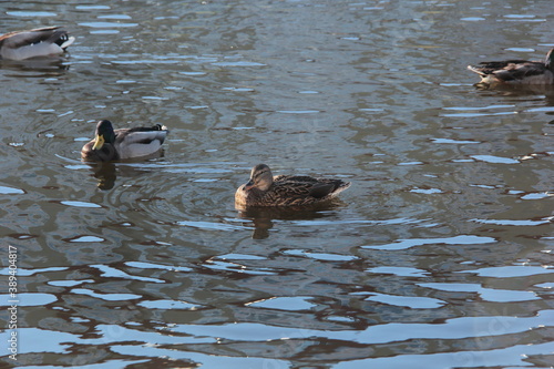 ducks on the water