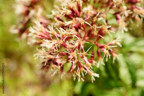 Macro photography with selective focus of hemp agrimony with copy space and background