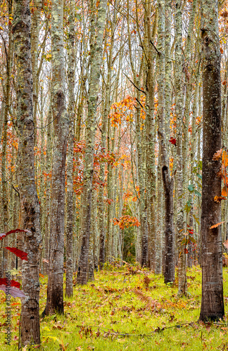 Carvalhal, floresta de carvalhos Quercus