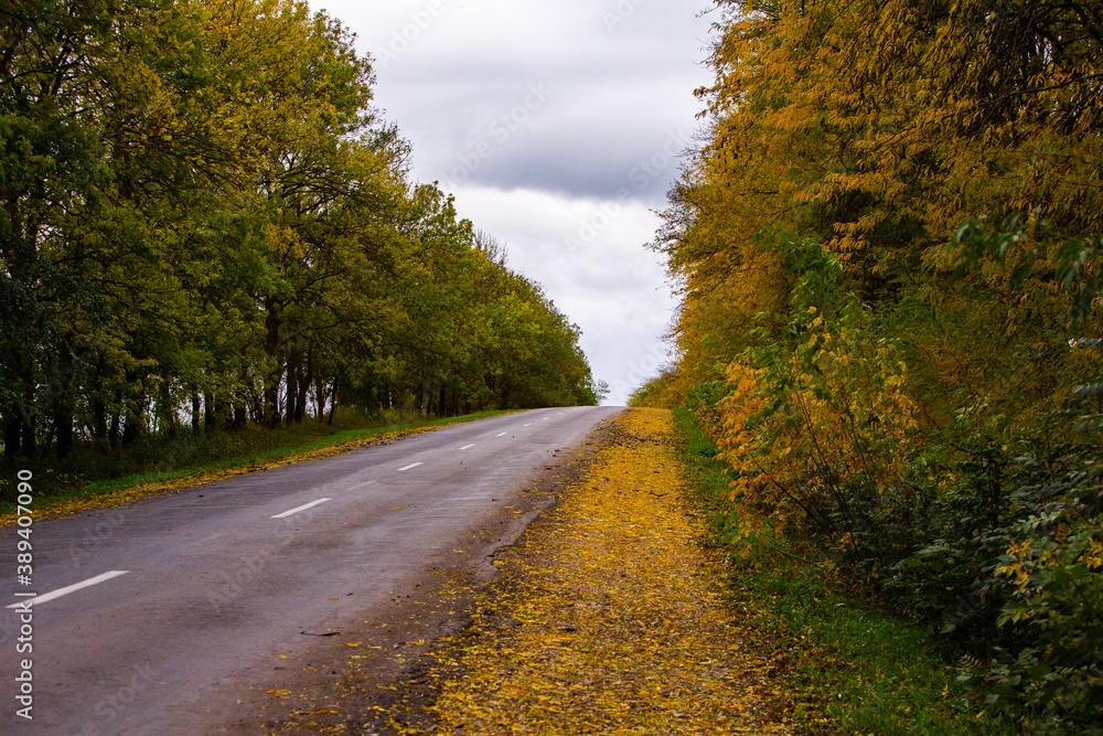 Fototapeta premium Empty road among the autumn forest