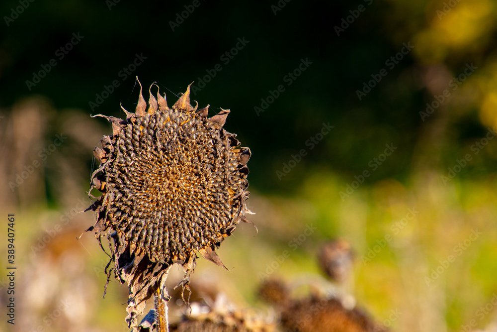Close up of a dry sunflower plant in autumn Close up of a dry sunflower plant in autumn