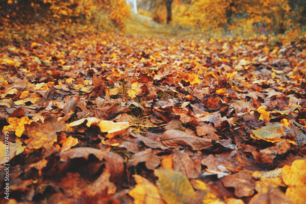 Autumn scenery in early November