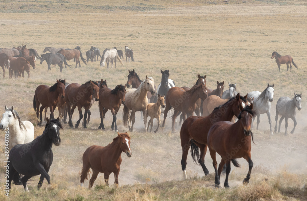 Herd of Wild Horses in the Utah Desert Herd of Wild Horses in the Utah Desert