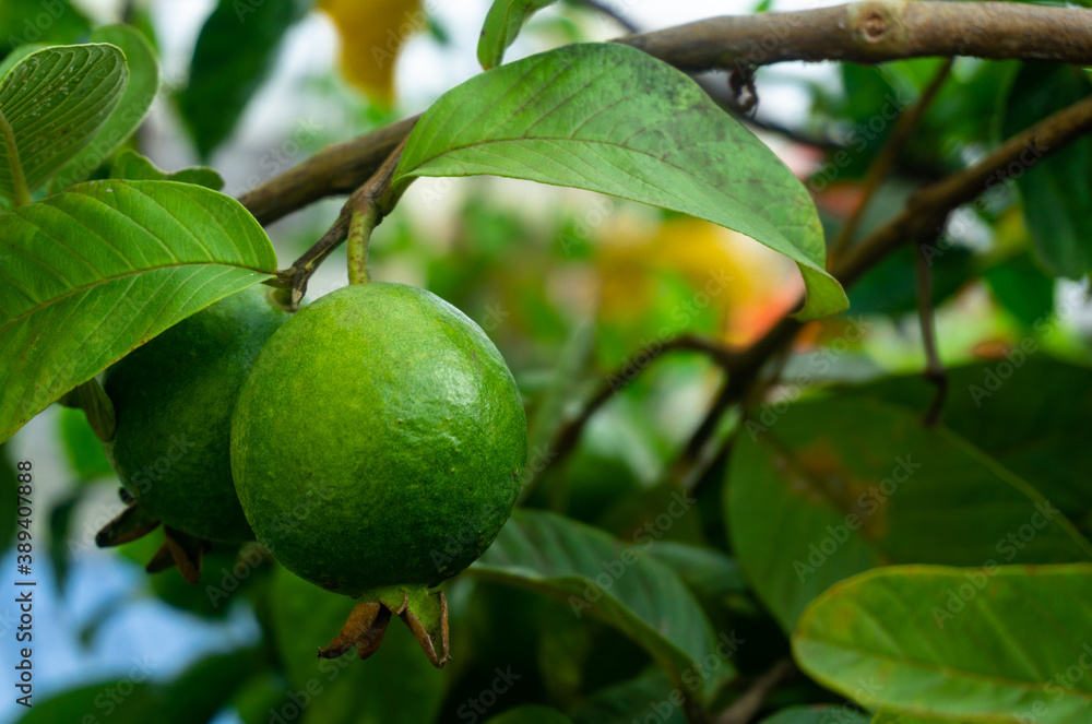 Fresh guava fruit in the tree