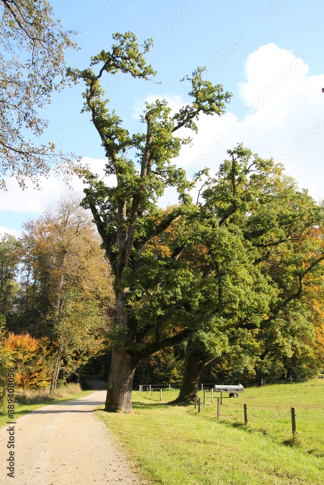 Fototapeta premium Krummer und Schiefer Baum