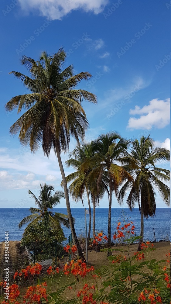 Martinique Cocotiers à Schoelcher