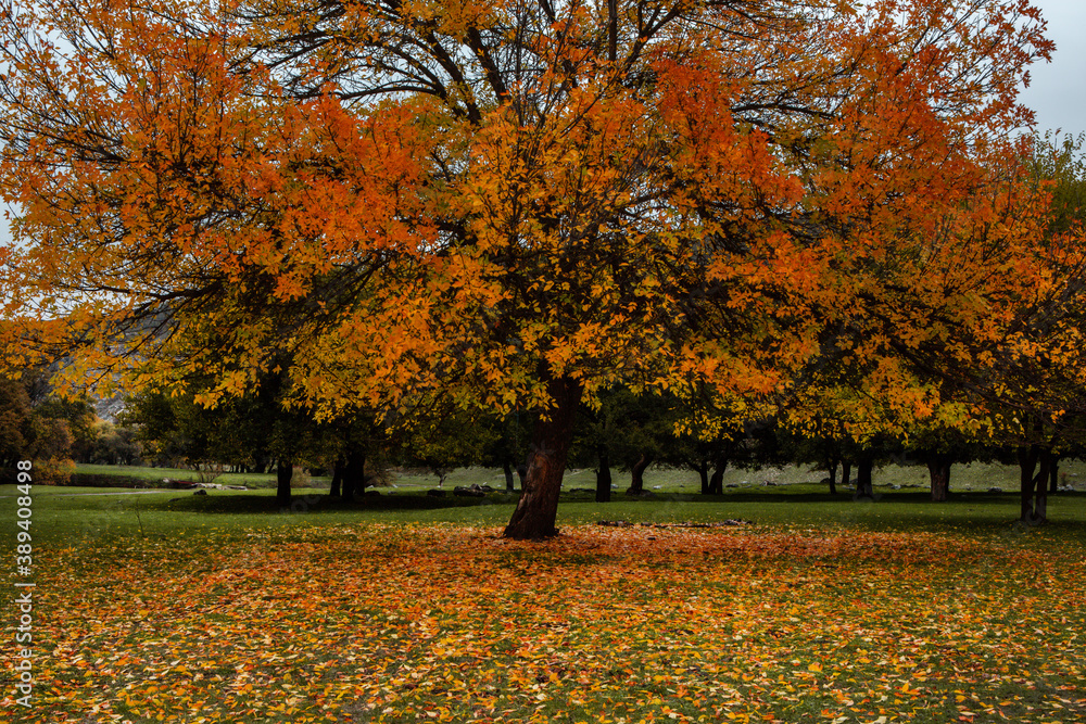 Beautiful autumn landscape with yellow trees, green and clouds. Falling leaves natural background Colorful foliage in the park Beautiful autumn landscape with yellow trees, green and clouds. Falling leaves natural background Colorful foliage in the park