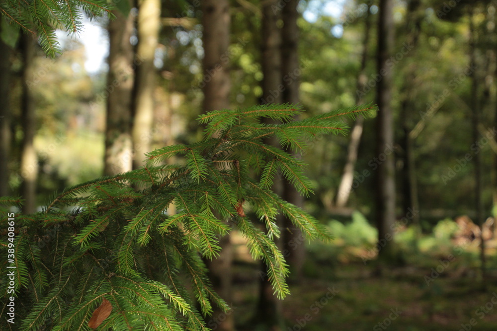 Wald der Herreninsel Chiemsee Wald der Herreninsel Chiemsee